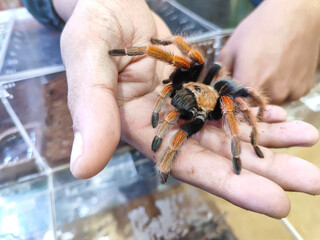 On the palm of the hand there is a very cute feather spider