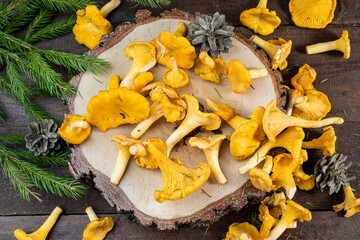 Fresh forest chanterelle mushrooms on a wooden background on a tree cut top view.