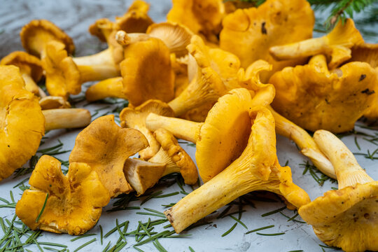 Fresh forest mushrooms chanterelles, collected mushrooms.