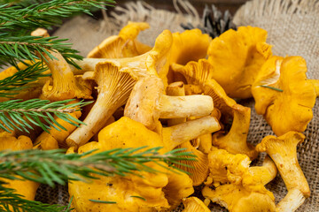 Bright fresh mushrooms from the chanterelle forest, healthy mushrooms, top view.