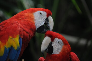Couple of Scarlet macaws with striking plumage in nature