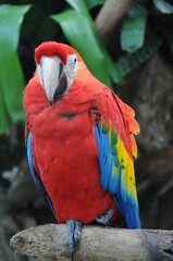Scarlet macaw parrot with striking plumage perched on branch tree