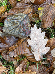 flatlay of a pile of leaves, winter background, first frost. High-quality photo