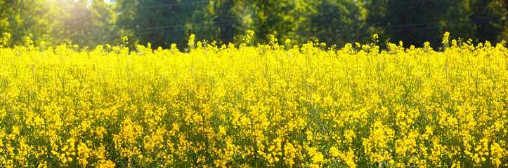 Beautiful natural landscape. Rural landscape.