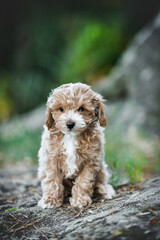 small maltipoo puppy outdoors in greenery and rocks