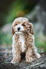 small maltipoo puppy outdoors in greenery and rocks
