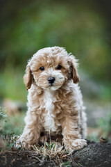 small maltipoo puppy outdoors in greenery and rocks