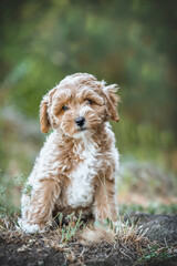 small maltipoo puppy outdoors in greenery and rocks