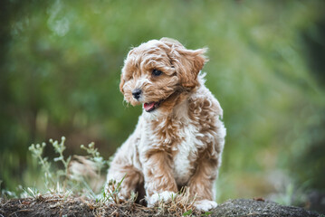 small maltipoo puppy outdoors in greenery and rocks