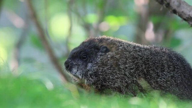 Marmotte sur le gazon