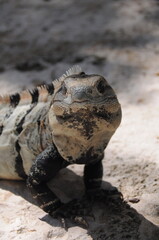 Portrait of black mexican iguana