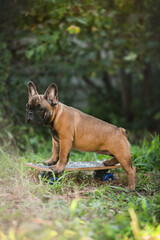 
small French bulldog puppy in nature