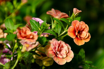 Petunia petticoat flower in garden