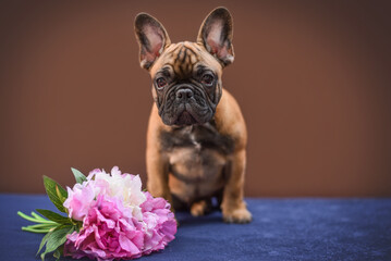 small French bulldog puppy on a brown background