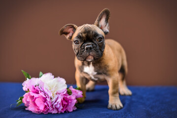 small French bulldog puppy on a brown background