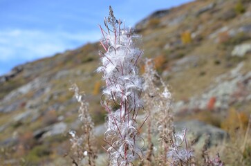 Flore des Alpes en automne : épilobe en épi , montagne en arrière plan