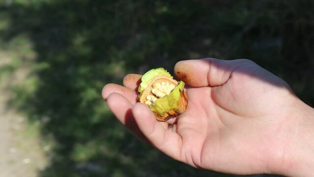 Walnuts close-up. High quality video