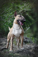 
bull terrier in the rays of sunset on the rocks
