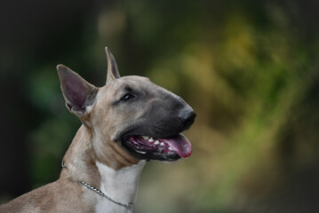 
bull terrier in the rays of sunset on the rocks