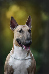 
bull terrier in the rays of sunset on the rocks