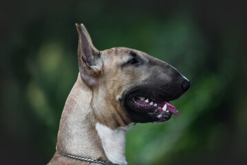 
bull terrier in the rays of sunset on the rocks