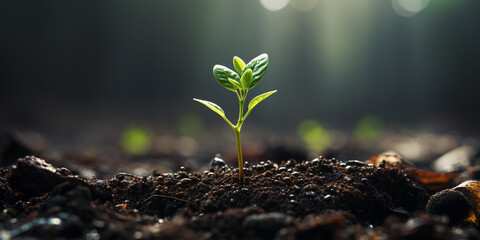 Small green seedling growing from soil on blurred nature background, Ecology concept