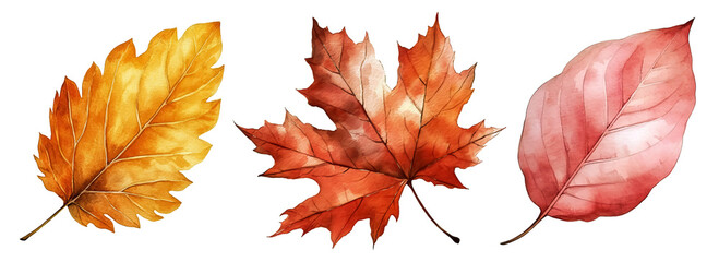 Set of artistic watercolor style autumn leaves isolated on white background. Fall nature elements.