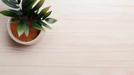 Top view image of wooden white background and plant