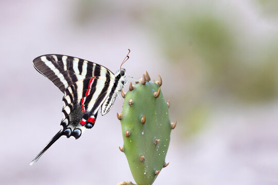 A zebra swallowtail (Eurytides marcellus) butterfly on a cactus in Wingate Creek State Park, Florida