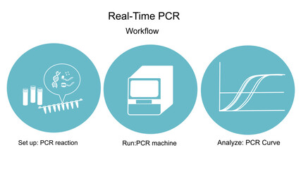 The workflow of real-time Polymerase Chain Reaction(PCR) that shows important step in blue and white icon concept: Set up (master mixes preparation),Run (qPCR machines),Analysis (amplification curve).