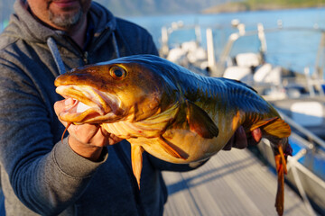 Fisherman with big cod fish. A Norwegian fisherman has caught a large Cod fish in Norwegian Fjord...