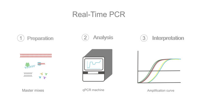 The real-time Polymerase Chain Reaction (PCR) workflow that shows important steps : Master mixes preparation, Analysis (qPCR machines), Interpretation (amplification curve).