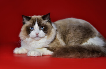 
colorful ragdoll cat on a red background