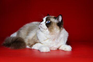 
colorful ragdoll cat on a red background