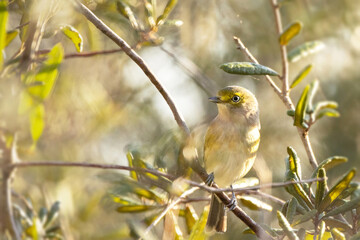 A white-eyed vireo (Vireo griseus), a cute songbird, in Wingate Creek State Park, Florida