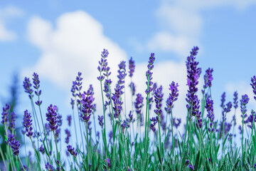 Fototapeta premium Lavender Field in a Sunny Day: A Blissful Expanse of Fragrant Purple Blossoms Amidst Radiant Sunshine and Clear Blue Skies, Creating a Serene and Vibrant Landscape That Captivates the Senses