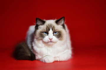 
colorful ragdoll cat on a red background