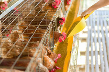 In the industry, caged egg-laying chickens are eating food that is given to them by their breeders.