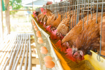 In the industry, caged egg-laying chickens are eating food that is given to them by their breeders.