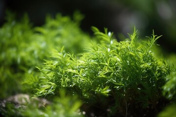 close up of a green tea shrub growing in nature