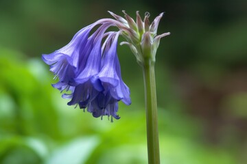 closeup of a bluebell flower in may