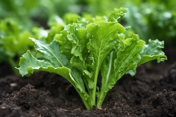 closeup of a leafy green plant growing in soil