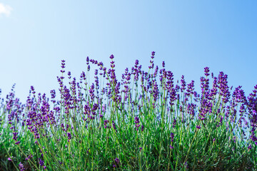 Lavender Field in a Sunny Day: A Blissful Expanse of Fragrant Purple Blossoms Amidst Radiant Sunshine and Clear Blue Skies, Creating a Serene and Vibrant Landscape That Captivates the Senses