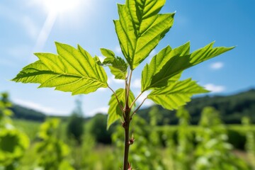 closeup of a young hazelnut tree on a sunny day