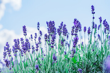 Lavender Field in a Sunny Day: A Blissful Expanse of Fragrant Purple Blossoms Amidst Radiant...