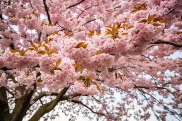 closeup of tree with cherry blossom flowers blooming on a spring day