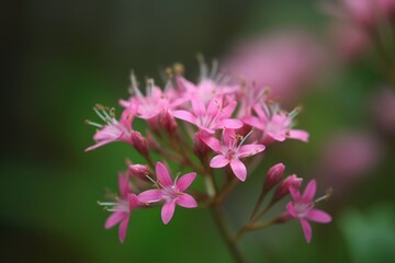 Fototapeta premium closeup of pink wild flower blossoms against a soft bokeh nature background