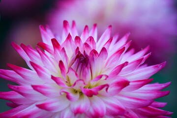 森町、波多野エクスプレスガーデンのダリア園