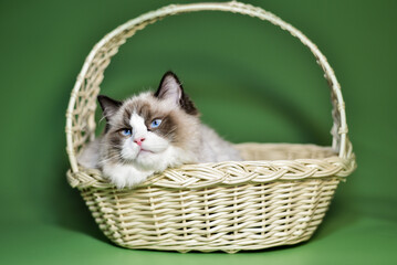 
luxurious ragdoll cat on a green background
