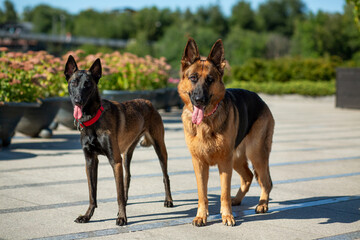German and Belgian (Malinois) shepherd dogs stand on the embankment against the backdrop of flowerpots with blooming sedum
